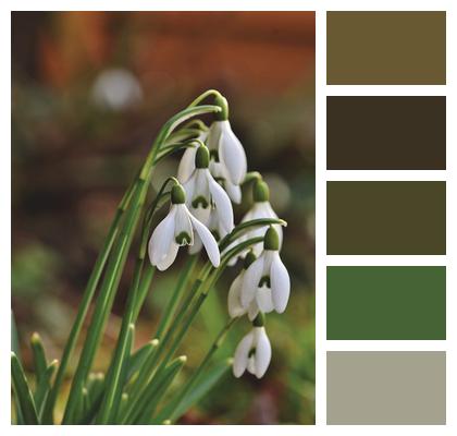 Snowdrop Snow Bell Spring Bells Image